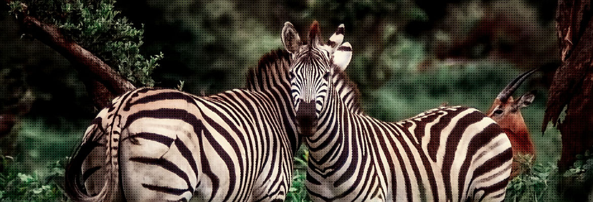 One Amazing Zebra Called Melanoma